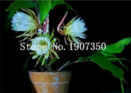 JMS 100 Pcs Epiphyllum Anguliger Fishbone Succulent Zig Zag Cactus Hanging Plant Rare Potted Plant D