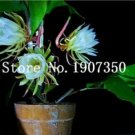 JMS 100 Pcs Epiphyllum Anguliger Fishbone Succulent Zig Zag Cactus Hanging Plant Rare Potted Plant D