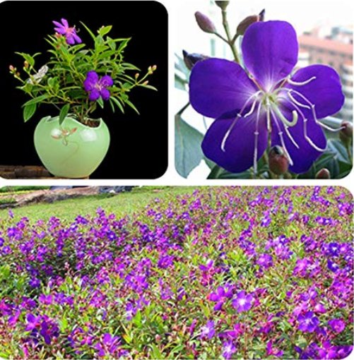 JMS Rare Tibouchina Seecandra Bonsai Potted Plants Flowers Bonsai 100 Pcs/Pack Flowers Bonsai For Ho