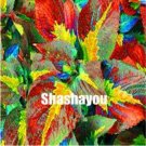 JMS Rainbow Coleus Seeds (Color 23)