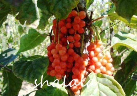 JMS Schisandra Chinensis Semente 100Pcs Plant Schisandra Berry Tree Easy To Grow Wu Wei Zi For Court