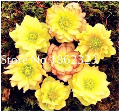 JMS 100 Pcs/Bag Unique Mixed Colors Japanese Bonsai Potted,Helleborus Flower Plants,Easy To Grow,Pla