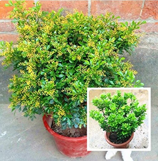 JMS 100 Pcs Aglaia Odorata Bonsai Rare Balcony Potted Plant Flower Bonsai Elegant Flower Plant Garde