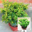 JMS 100 Pcs Aglaia Odorata Bonsai Rare Balcony Potted Plant Flower Bonsai Elegant Flower Plant Garde