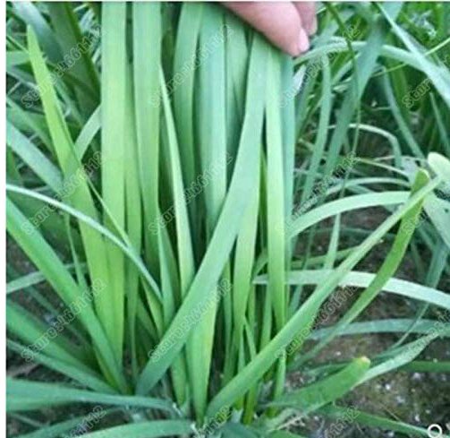 JMS 500 Pcs/Bag Chinese Broadleaf Chive Bonsai Garden Potted Leek Plants Home Garden Easy To Grow Ve