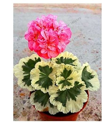 JMS 20Pcs Deep Red Geranium Bonsai Pretty Charming Flower Garden Pelargonium Peltatum Plant Easy Gro