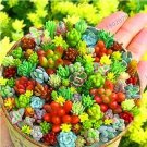 JMS 200Pcs Rare Beauty Succulents Plants Easy To Grow Potted Flower Plantas Bonsai Floresling For Ho