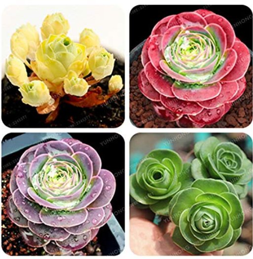 JMS Mountain Rose100 Pcs Green Rose Garden Greenovia Flower Plant Bonsai Succulent Plant Meaty Plant