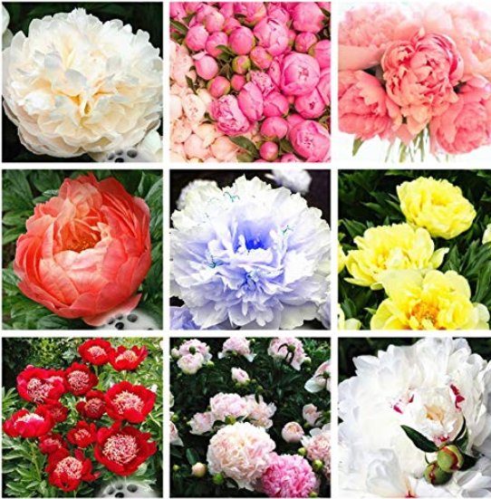 JMS 20 Pcs/Bag Double Blooms Peony Heirloom Sorbet Robust Paeonia Bonsai Flower Pot Tree Rose Balcon