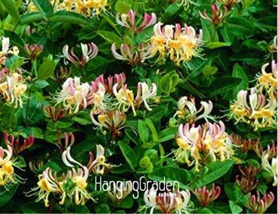 JMS 100 Pcs/Pack Honeysuckle Vine Plant, Naturally Grown, Rare Flower Flores Bonsai For Home Garden