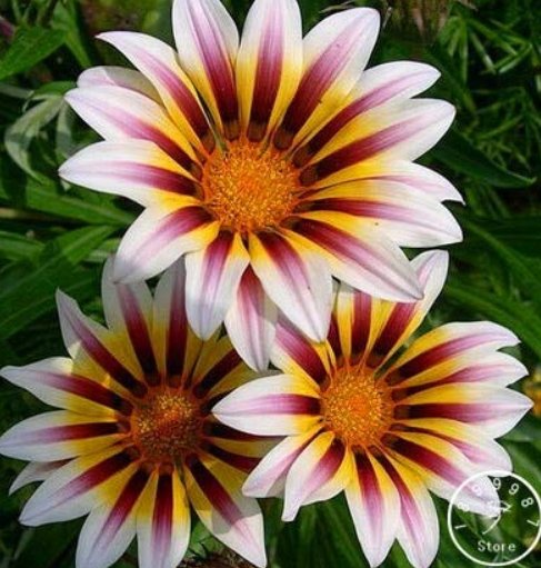 JMS Gazania Bonsai Multicolor Mixed Plant Beautiful Gazania Flower Garden, 100Pcs/Lot,#P92193 - (Col