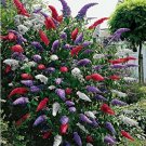 JMS 50 Mixed Butterfly Bush Buddleia Davidii Seeds