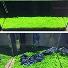 JMS 500 Pcs Aquarium Glossostigma Hemianthus Callitrichoides Bonsai Water Grass Mini Leaf Live Plant