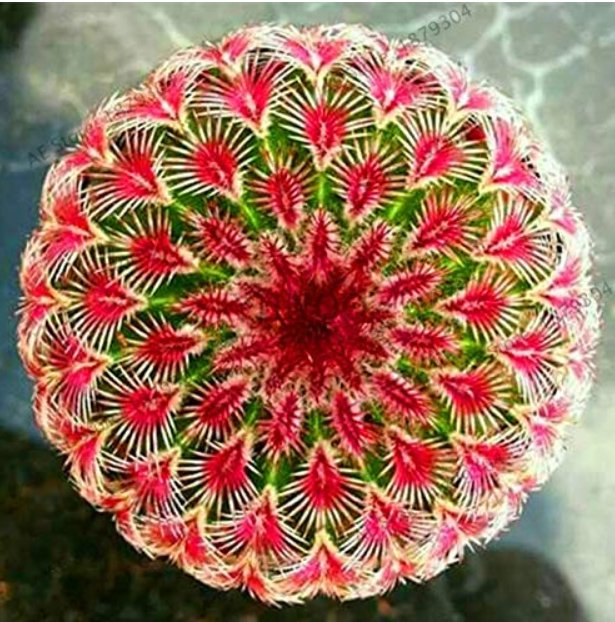 JMS 200 Pcs/Pack Egg Succulents Bonsai Echinopsis Tubiflora Cactus Flores Rare Flower Lithops Pots P
