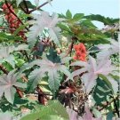 JMS 100Pcs Castor Bean Seeds Red Green Pink Mole Repellent