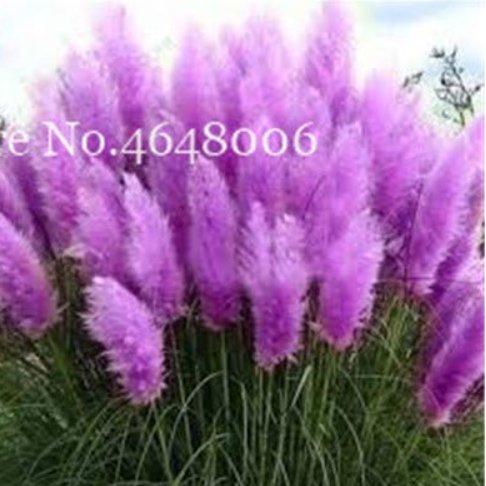 JMS 300 Pcs Colorful Pampas Grass Cortaderia Bonsai, Very Beautiful Garden Flower Plants Cortaderia 