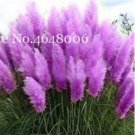 JMS 300 Pcs Colorful Pampas Grass Cortaderia Bonsai, Very Beautiful Garden Flower Plants Cortaderia 