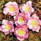 JMS 100 Pcs/Bag Unique Mixed Colors Japanese Bonsai Potted,Helleborus Flower Plants,Easy To Grow,Pla