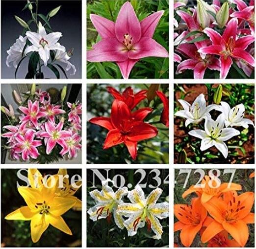 JMS 120Pcs Beautiful Lily Flower Seeds Mixed 9 Colors