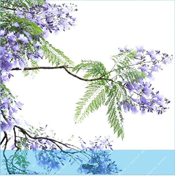JMS 20Pcs Jacaranda Mimosifolia Jacaranda Mimosa-Leaved Jacaranda Blue Flamboyant