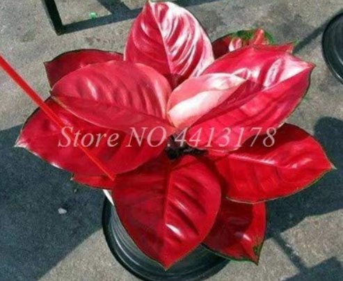 JMS Beautiful Aglaonema 'Pink Dud' Mosaic Plants Flower Rare Living Rooms Bonsai Outdoor Garden Gree