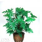 JMS 100Pcs Philodendron Bonsai, Vine Leaf, Indoor Plants Anti Radiation Absorb Dust Tree Bonsai Prom