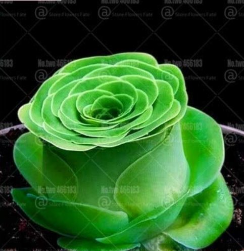JMS 200Pcs Mountain Rose Succulents Bonsai Plants Perennial Indoor Succulent Plant For Home Garden F