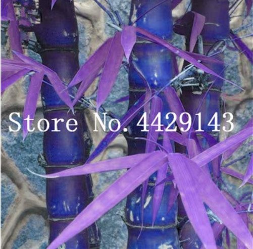 JMS 30 Pcs New JMS Indoor Bamboo Bonsai, House Good Luck Bamboo Pot, 100% True Potted Plant For Home