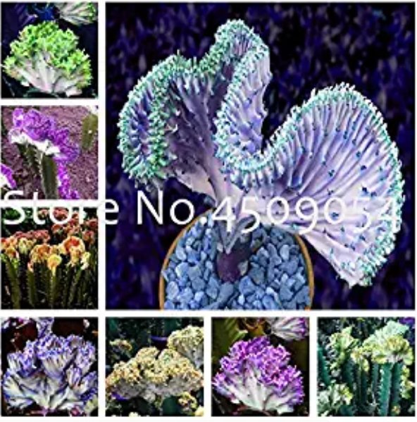 JMS Euphorbia Lactea Seed 100Pc Perennial Succulent Its Shape Is Peculiar And Beautiful With High Or