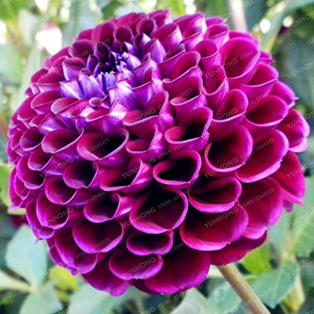 JMS 30 Pcs/Bag Mix Color Dahlia Flower Bonsai Flower Bonsai Plant For Home Garden Chinese Peony Gard