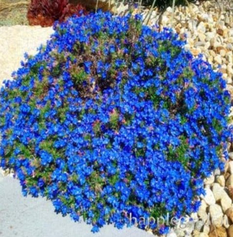 JMS 500 Pcs Creeping Thyme Bonsai Or Blue Rock Cress Plant - Perennial Ground Cover Flower Flores,Na