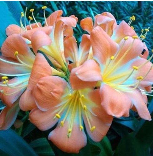 JMS 1Pcs Medium Flower Real Bowl Clivia Pots Bonsai Garden Blooming Plants Happy Farm Hmj-16