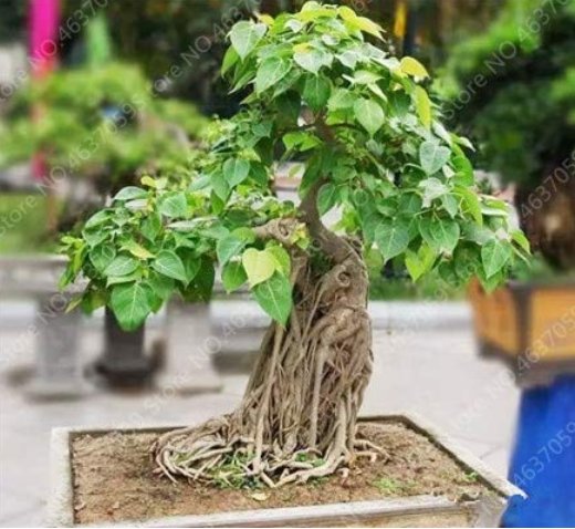 JMS 10 Pcs Imported Bodhi Tree Religiosa Potted Garden Moraceae Perennial Outdoor Sacred Fig Bonsai 