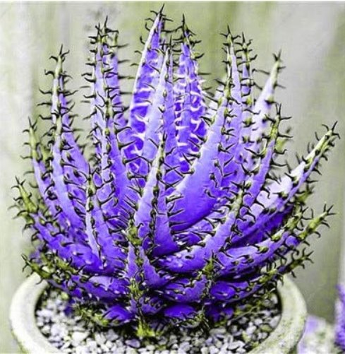 JMS 200 Pcs Rainbow Aloe Bonsai Mixed Excellent Succulent Plants Aloe Vera Plants Succulentas Rare F