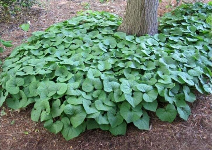 JMS 100Pcs Wild Ginger Seeds