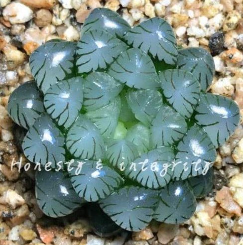 JMS 100 Pcs Rainbow Yulu Bonsai, Potted Succulents Fleshy Shining Green Plants Haworthia Cooperi Yul