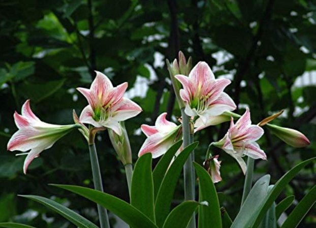 JMS Bonsai Amaryllis Barbados Lily Diy Home Garden Lily Potted Bonsai Balcony Flower 100 Pcs/Bag