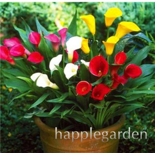 JMS 200 Pcs Calla Bonsai,Calla Lily Flower,Rare Bonsai Flower Plants (Not Calla Bulbs),Natural Growt