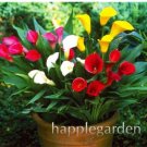 JMS 200 Pcs Calla Bonsai,Calla Lily Flower,Rare Bonsai Flower Plants (Not Calla Bulbs),Natural Growt
