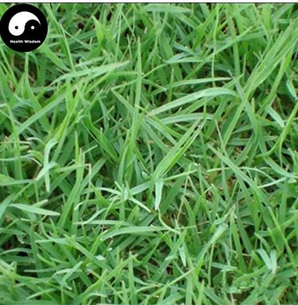 JMS Cynodon Dactylon Grass Semente 500Pcs Plant Garden Lawn Grass Cynodon