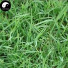 JMS Cynodon Dactylon Grass Semente 500Pcs Plant Garden Lawn Grass Cynodon