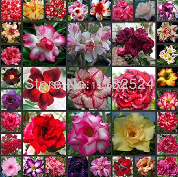 JMS 100% JMS Real Adenium Obesum Semillas Mix - Bonsai Desert Rose Flower Plant Semillas Sementes - 