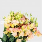 JMS 200 Pcs Eustoma Seed Perennial Flowering Plants Lisianthus Multicolor For Diy Home & Garden Indo