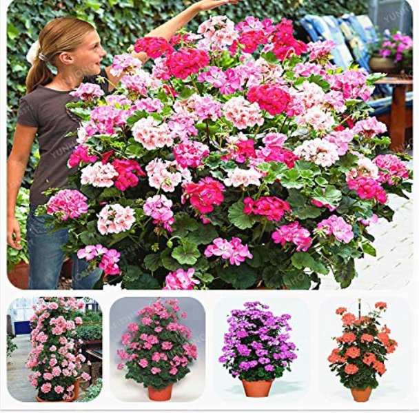 JMS Rare Geranium Bonsai Climbing Geranium Collection Pelargonium Perennial Flower Bonsai Potted Pla