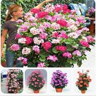 JMS Rare Geranium Bonsai Climbing Geranium Collection Pelargonium Perennial Flower Bonsai Potted Pla