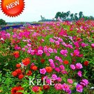 JMS 200 /Lot Wildflowers Combination Bonsai Waterlogging Tolerance Wildflowers Mix Garden Aromatic F