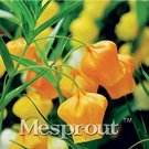 JMS Onsai 50Pcs Sandersonia Bonsai,Sandersonia, Rare Precious Flowers! Home Gardening Diy Imported B