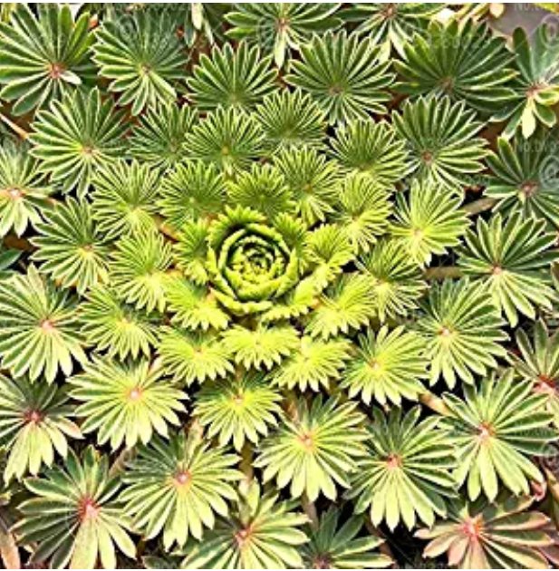 JMS 100Pcs Oxalis Palmifrons Bonsai Rare Flower Bonsai Perennial Indoor Flowering Pot Plants Leaves 