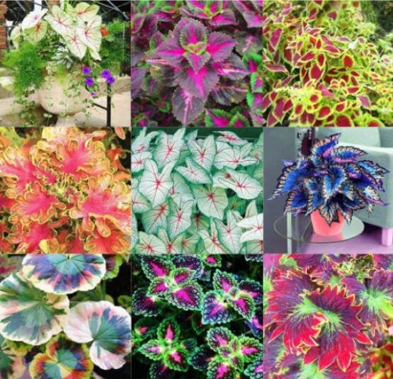 JMS 100Pcs Coleus Blumei Seeds Mixed 9 Colors