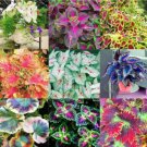 JMS 100Pcs Coleus Blumei Seeds Mixed 9 Colors